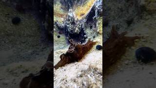 Aplysia sydneyensis Sea Hare Manly beach sydney [upl. by Berky809]