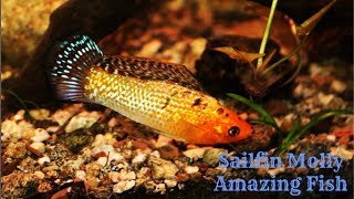 Sailfin Molly Amazing Fish [upl. by Nnylannej]