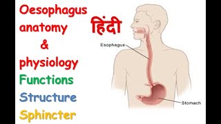 Oesophagus anatomy amp physiology in hindi  functions  structure  spinchcer [upl. by Lovato651]