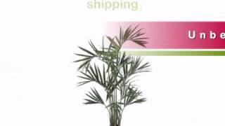 6 foot Kentia Palm Tree Potted  artificialplantsandtreescom [upl. by Asined]