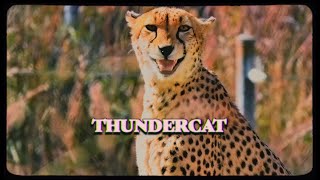 Thundercat amp Tame Impala  No More Lies Trailer [upl. by Bausch661]