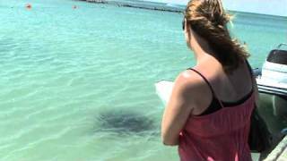 Parrie Struisbaais giant stingray [upl. by Zindman826]