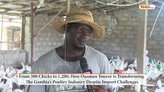 From 300 Chicks to 1200 How Ousman Touray is Transforming The Gambia’s Poultry Industry Despite Im [upl. by Onstad360]