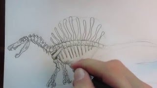 How to draw a Spinosaurus skeleton part 1 [upl. by Goldsmith]