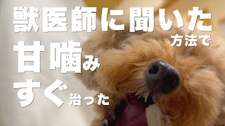 甘噛み、噛み癖は治る！獣医師から教えてもらった【子犬、成犬のしつけ】愛犬の噛み癖が治るまで トイプードルの甘噛みの原因と対処法 [upl. by Mariandi]