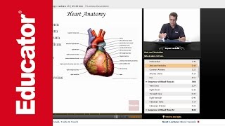 Heart Anatomy [upl. by Eceerahs]