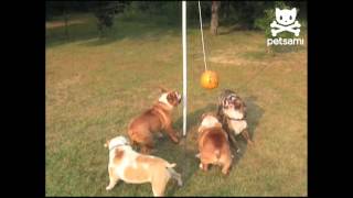 Big bulldogs play tether ball [upl. by Yanrahc]