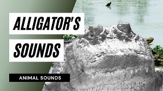 Alligators Sounds  alligator sound effect [upl. by Zulema]