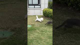 An unfriendly dog shorts shortvideo bichonfrise dogshorts funnyshorts dog funny trending [upl. by Recnal]