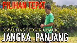 BIBIT DURIAN TERBAIK UNTUK DI TANAM [upl. by Nicoline523]