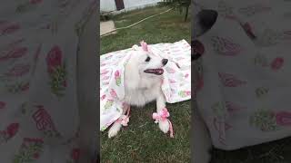 Dog life 😭😭✨✨😔😔youtubeshorts youtubes youtubevideo dog live virlvideo tranding winter [upl. by Myrta]