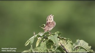 Henslows Sparrow Song [upl. by Au]