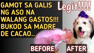 GAMOT SA GALIS NG ASO NA WALANG GASTOS LEGIT 100 [upl. by Mastic149]