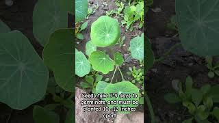 Grow NASTURTIUM  Easy and low maintenance❤️ nasturtium gardenideas garden flowers short [upl. by Neitsirhc]