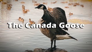 THE CANADA GOOSE STORY Branta canadensis [upl. by Silirama]