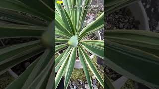 Yucca gloriosa ‘Variegata’ ユッカ グロリオサ バリエガータ [upl. by Nerot]