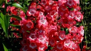 Penstemon Spring Pruning [upl. by Ariait]