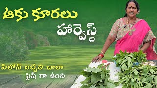 ఆకు కూరలు హార్వెస్ట్ terracegarden leafyvegitables harvesting terracegardentelugu [upl. by Lama]