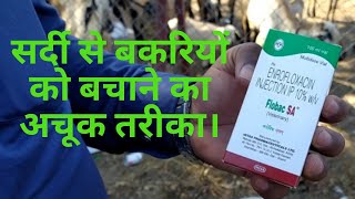 Goat treatment  Bakri Ki Sardi Ka Ilaj  बकरी की सरदी का इलाज़ A [upl. by Hareema]