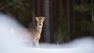 A trip to Sweden for wildlife Full HD [upl. by Aigroeg]