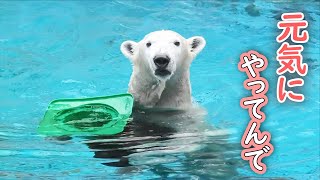 ホウちゃん 天王寺動物園｜Polar bear ホッキョクグマ しろくま シロクマ [upl. by Weissberg]