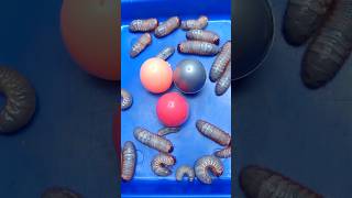 Lizard in Surprise Eggs surpriseeggs shortkids [upl. by Nolava]