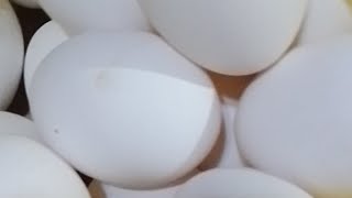 CRACKING PEELING AND SLICING HARD BOILED EGGS 🥚🥚🥚 asmr satisfying [upl. by Nekcerb]