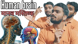 l Biology  Human Brain मानव मस्तिष्क l Daksh GS Research Centre l Mauganj [upl. by Yoko]