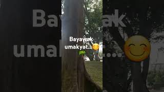 bayawak umakyat ng puno😊naturewalk wildlife [upl. by Breed]