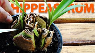 How to propagate HIPPEASTRUM from a BULB  Care of the plant [upl. by Okuy198]