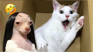 Funniest Cats And Dogs Videos 😁  Best Funny Animal Videos 2024 🥰5 [upl. by Eyllib]