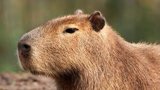 real capybara hours [upl. by Sabino764]