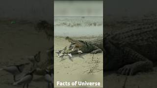 Plover Bird Cleaning Crocodile Teeth Video  Crocodile Attacks crocodile [upl. by Llenna]