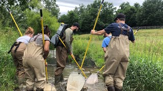 Summer Research  Environmental Pollutants Effect on Longnose Dace [upl. by Bibah]