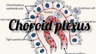 choroid plexus anatomy physiology physio drnajeeblectures drnajeeb viralvideo trending [upl. by Noirod915]