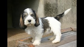 Discover the Adorable Petit Basset Griffon Vendéen A MustHave Breed for Dog Lovers petitbasset [upl. by Adnolat876]