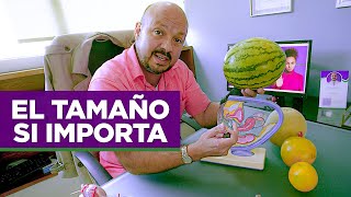 Embarazarse con miomas Explicado con frutas el tamaño si importa [upl. by Leuamme]