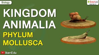 Kingdom Animalia Phylum Mollusca  iKen  iKen App  iKen Edu [upl. by Spencer4]