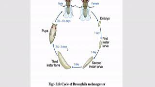 Life cycle of drosophila melanogaster [upl. by Ahsatniuq]