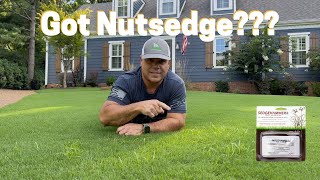 Got Nutsedge   SedgeHammer  Herbicide Weed Control [upl. by Roselane]