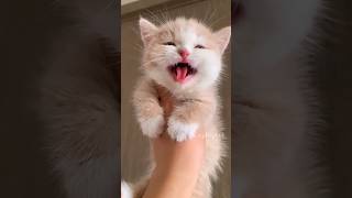 The little kittens voice💕😻 cute kitten cat meow [upl. by Dylan2]