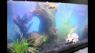 New Aquarium cycling 20gallon day 2 [upl. by Acinoj]