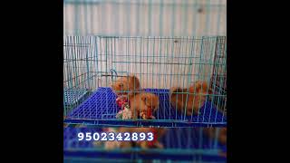 Mini pomeranian pups in hyderabad [upl. by Annadal]