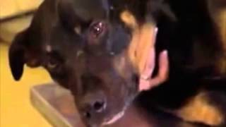 Sarah McLachlan ASPCA Ad DEATH METAL [upl. by Tippets]