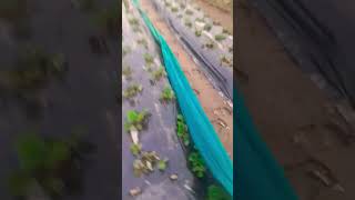 30 Microns Mulching paper video  Agri Rise Mulching Sheets video  Best Mulching seet for farming [upl. by Secundas236]