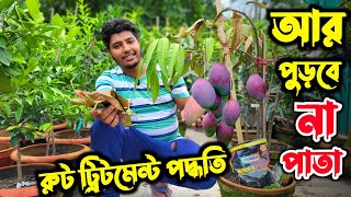 পাতা পোড়ার দিন শেষ। সমাধান মাত্র ২ মিনিটে। mango plants leaf burning easy solution [upl. by Flora96]