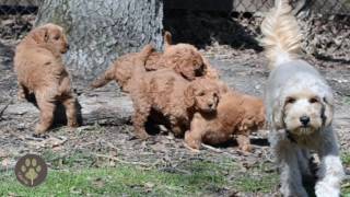 Timberidge Goldendoodles  Abria Puppies 2017 [upl. by Salim807]