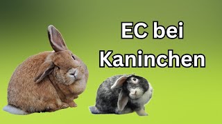 EC bei Kaninchen was nun Was ist E Cuniculi Kaninchenkrankheiten [upl. by Laehpar]