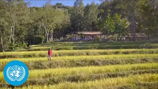 Timor Leste  Irrigation Infrastructure and Agroforestry  United Nations [upl. by Aifas109]