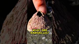 Barnacles Aren’t What You Think🫣 [upl. by Thekla]